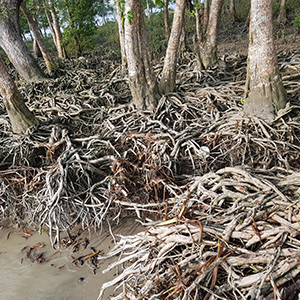 Sundarban Rash Mela Tour 2 Night - 3 Days 